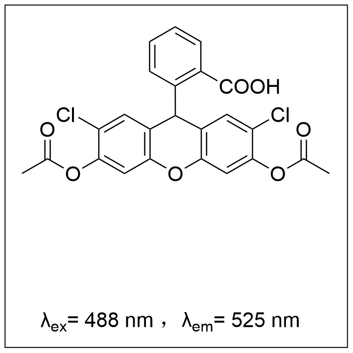 活性氧荧光探针(DCFH-DA)